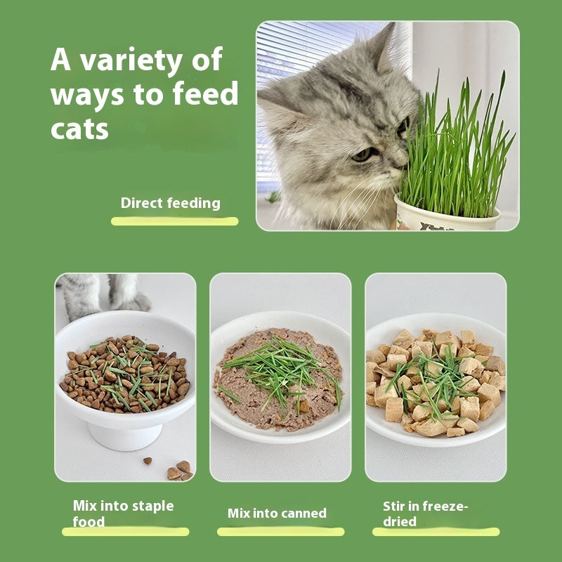 Lazy Cat Grass Canned Hydroponic Soilless Depilation Ball Digestive Snacks