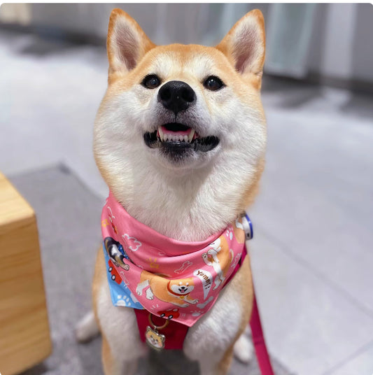 Shiba Inu Color Matching Triangular Binder Can Be Worn On Both Sides