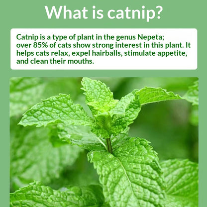 Catnip Cat Grass Cat Snacks Help With Hairball Removal And Oral Cleaning