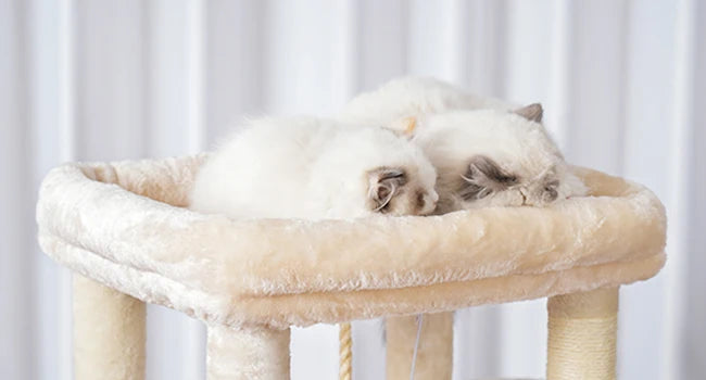 Heybly Cat Tree for  20lbs Heavy Duty,60 inches XXL Cat Tower for Indoor Cats, Multi-Level Furniture Condo with Big Padded Plush